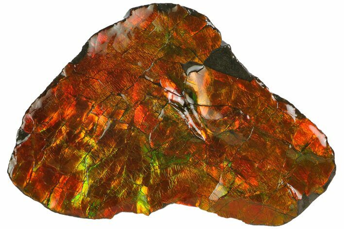 Iridescent Ammolite (Fossil Ammonite Shell) - Alberta, Canada #181195